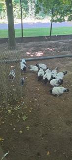 Lakenvelders, groot soort, Dieren en Toebehoren, Pluimvee, Meerdere dieren, Kip