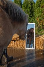 Gediplomeerd paardencoach