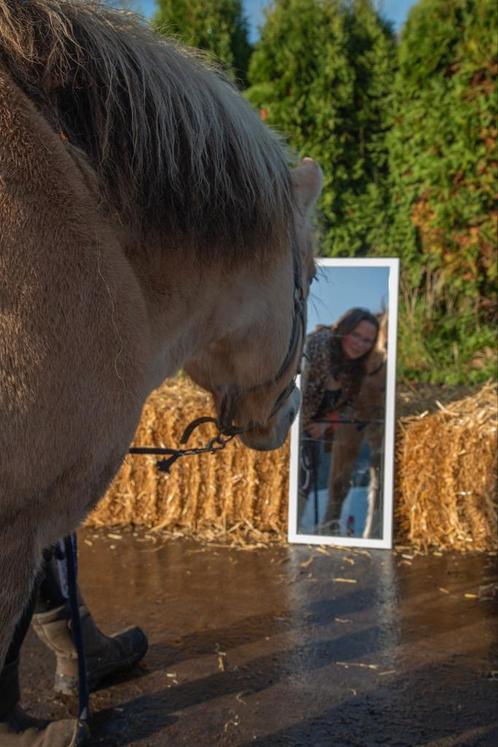 Gediplomeerd paardencoach, Diensten en Vakmensen, Dieren | Paarden | Verzorging, Oppas en Les