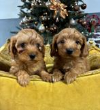 Labradoodle pups mini, Nederland, Overige rassen, 8 tot 15 weken, Meerdere