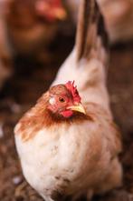 Chabo krielkip | Kleine kippen | Passend advies, Dieren en Toebehoren, Pluimvee, Meerdere dieren, Kip