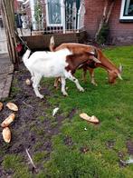Bokje, Dieren en Toebehoren, Schapen, Geiten en Varkens, Mannelijk, Geit