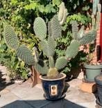 Grote Opuntia cactus, schijfcactus uit Tunesië, Ophalen, Cactus, Minder dan 100 cm