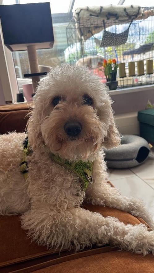 Lieve Labradoodle (herplaatsing), Dieren en Toebehoren, Honden | Niet-rashonden, Middel, Teef, Particulier, Eén hond, Nederland