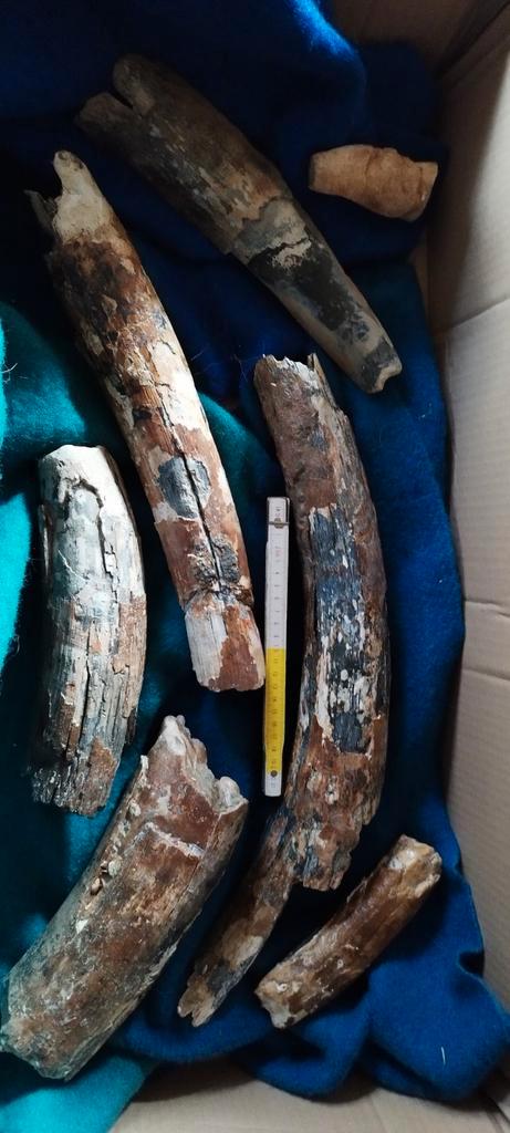 Mammoet Slagtand Fragmenten, Verzamelen, Mineralen en Fossielen, Fossiel, Ophalen of Verzenden