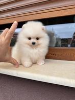 Pomeriaan, Rabiës (hondsdolheid), Overige rassen, 8 tot 15 weken, Buitenland