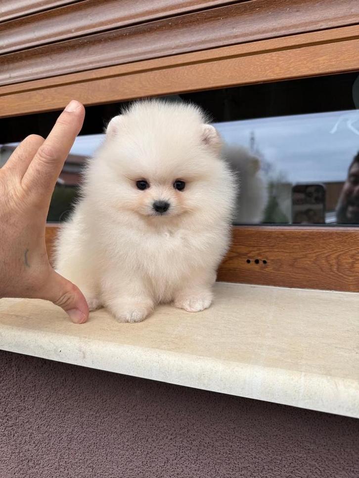 Pomeriaan, Dieren en Toebehoren, Honden | Poolhonden, Keeshonden en Oertypen, Teef, Overige rassen, Fokker | Professioneel, Eén hond