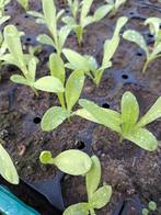 dahlia variabilis, Tuin en Terras, Planten | Tuinplanten, Zomer, Ophalen of Verzenden, Overige soorten, Volle zon