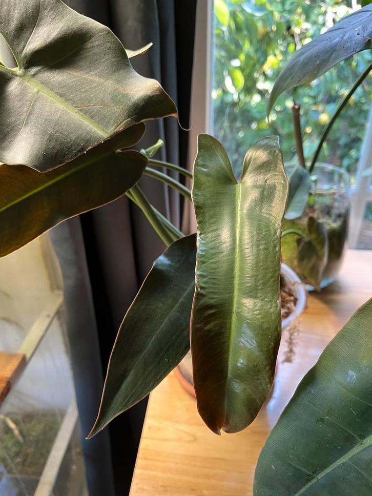 Philodendron stekken, Huis en Inrichting, Kamerplanten, Overige soorten, Minder dan 100 cm, Ophalen of Verzenden