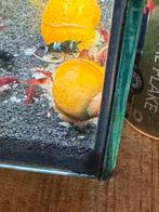3 appelslakken, Dieren en Toebehoren, Vissen | Aquariumvissen, Slak of Weekdier, Zoetwatervis