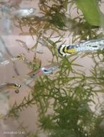 Guppen, Vis, Zoetwatervis