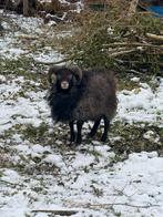 Ouessant dekram, gratis!, Dieren en Toebehoren, Schapen, Geiten en Varkens, Mannelijk