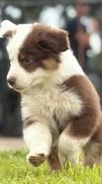 Border Collie x Australian Shepherd, Dieren en Toebehoren, Honden | Herdershonden en Veedrijvers, CDV (hondenziekte), 8 tot 15 weken