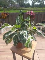 Calathea 'White Fusion´, Overige soorten, Minder dan 100 cm, Groene kamerplant, Halfschaduw