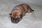 Akita Inu puppy’s kruising, Overige rassen, CDV (hondenziekte), 8 tot 15 weken, Meerdere