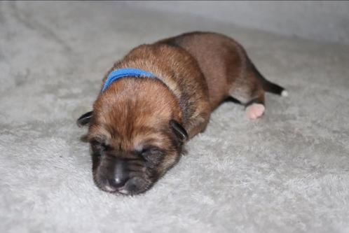 Akita Inu puppy’s kruising, Dieren en Toebehoren, Honden | Poolhonden, Keeshonden en Oertypen, Meerdere dieren, Overige rassen