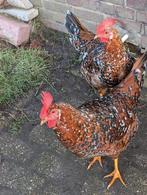 Broedeieren van de leghorn Porselein, Dieren en Toebehoren, Pluimvee, Geslacht onbekend, Kip