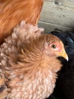 Cochinkriel, Dieren en Toebehoren, Pluimvee, Vrouwelijk, Kip