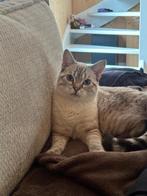 Lieve Bengaal x Britse Korthaar zoekt een warm en rustig, Dieren en Toebehoren, Katten en Kittens | Raskatten | Korthaar, Kater