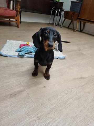 Te koop erg mooie black & tan sociale dwerg teckel pup pups  beschikbaar voor biedingen