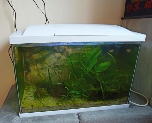 Aquarium, Inhoud: 60 liter · Afmeting: 58 x 30 x 45 cm, Dieren en Toebehoren, Vissen | Aquaria en Toebehoren, Gebruikt, Gevuld zoetwateraquarium