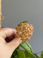 Hoya sp. Kota Kinabalu (SV488), Ophalen, Halfschaduw, Minder dan 100 cm