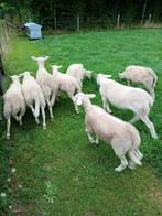 Stamboek nolana dekrammen, Meerdere dieren, Schaap, 0 tot 2 jaar