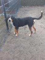 Grote Zwitserse Sennen Hond Dekreu, Dieren en Toebehoren, Rabiës (hondsdolheid), Reu, 1 tot 2 jaar, Eén hond