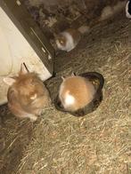 5 baby konijnen., Dieren en Toebehoren, Konijnen, Meerdere dieren, 0 tot 2 jaar