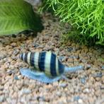 Anatome helena slakken ( slak etende slak ), Dieren en Toebehoren, Slak of Weekdier