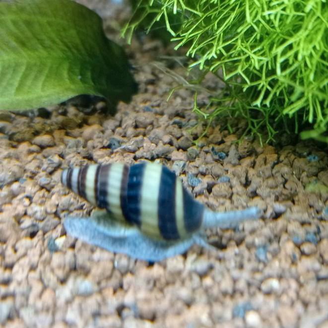 Anatome helena slakken ( slak etende slak ), Dieren en Toebehoren, Vissen | Aquariumvissen, Slak of Weekdier