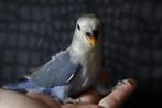 Jonge Agapornis Roseicolli | Baby´s | Handtam | Div. Kleuren, Dieren en Toebehoren, Meerdere dieren, Dwergpapegaai of Agapornis