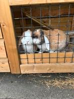 Gezocht: een goed huis voor 2 lieve konijnen, Dieren en Toebehoren, Konijnen, Meerdere dieren, Middelgroot, 0 tot 2 jaar