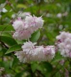 Deutzia mix – Bruidsbloemen – 3 soorten, Ophalen of Verzenden, Overige soorten, Haag, 100 tot 250 cm