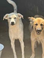 Hoi, ik ben super lieve leuke Criss!, Dieren en Toebehoren, Honden | Niet-rashonden, Particulier, Rabiës (hondsdolheid), Reu, 1 tot 2 jaar