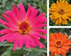 Zaden zinnia giant cactus mix voor de pluktuin, Tuin en Terras, Bloembollen en Zaden, Verzenden, Voorjaar, Volle zon, Zaad
