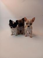 Prachtige Chihuahua pups, 8 tot 15 weken, CDV (hondenziekte), Meerdere, Meerdere dieren