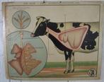 zeldzame antieke schoolplaat 1929 met koe ELU, Antiek en Kunst, Antiek | Schoolplaten, Verzenden