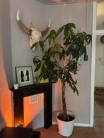 Grote plant met pot, Ophalen, Overige soorten, Minder dan 100 cm