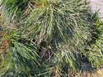 Gratis af te halen grote pollen wintergroen siergras Carex, Volle zon, Vaste plant, Zomer, Ophalen