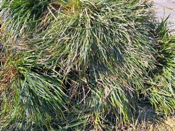 Gratis af te halen grote pollen wintergroen siergras Carex beschikbaar voor biedingen