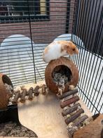 Goud hamster, inclusief hok, Dieren en Toebehoren, Hamster, April, Geslacht onbekend, Tam