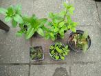 4 kruiden en kersenpruim, Ophalen, Volle zon, Vaste plant, Kruiden