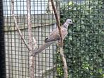 Grote parelhalsband duiven., Dieren en Toebehoren, Vogels | Overige Vogels