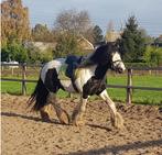 Vanaf januari eenn plekje vrij voor zadelmak maken!, Diensten en Vakmensen, Dieren | Paarden | Verzorging, Oppas en Les, Ruiter of Bijrijder