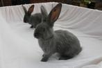Blauwe Vlaamse reuzen, Meerdere dieren, Groot, 0 tot 2 jaar