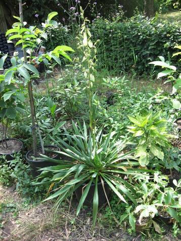 Grote bloeiende yucca filamentosa in 10 liter pot beschikbaar voor biedingen