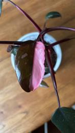 Pink princess roze philodendron stek