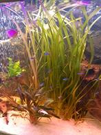 Vallisneria Gigantea aquariumplanten 5 stuks, Dieren en Toebehoren, Vis