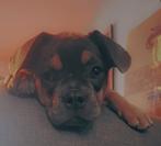 Franse bulldog pup teefje, Rabiës (hondsdolheid), 15 weken tot 1 jaar, Teef, Bulldog